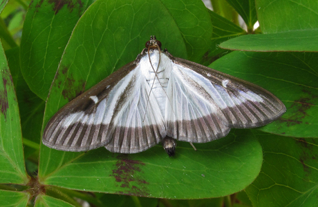 Buchsbaumzünsler (Cydalima perspectalis) - © Leo Kuzmits